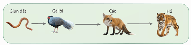 Lý thuyết Trao đổi vật chất và chuyển hoá năng lượng trong hệ sinh thái (Sinh 12 Kết nối tri thức Bài 29)