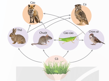 Lý thuyết Trao đổi vật chất và chuyển hoá năng lượng trong hệ sinh thái (Sinh 12 Kết nối tri thức Bài 29)