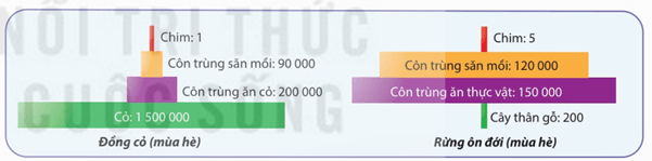 Lý thuyết Trao đổi vật chất và chuyển hoá năng lượng trong hệ sinh thái (Sinh 12 Kết nối tri thức Bài 29)