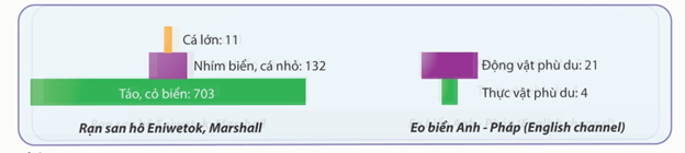 Lý thuyết Trao đổi vật chất và chuyển hoá năng lượng trong hệ sinh thái (Sinh 12 Kết nối tri thức Bài 29)