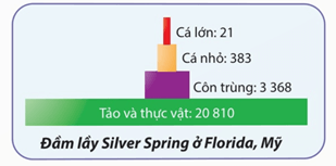 Lý thuyết Trao đổi vật chất và chuyển hoá năng lượng trong hệ sinh thái (Sinh 12 Kết nối tri thức Bài 29)