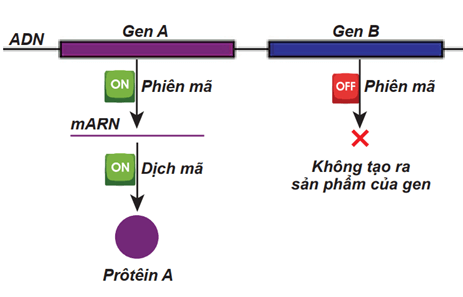 Lý thuyết Điều hoà biểu hiện gene (Sinh 12 Kết nối tri thức Bài 3)