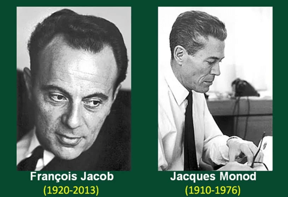 Lý thuyết Điều hoà biểu hiện gene (Sinh 12 Kết nối tri thức Bài 3)