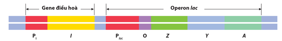 Lý thuyết Điều hoà biểu hiện gene (Sinh 12 Kết nối tri thức Bài 3)