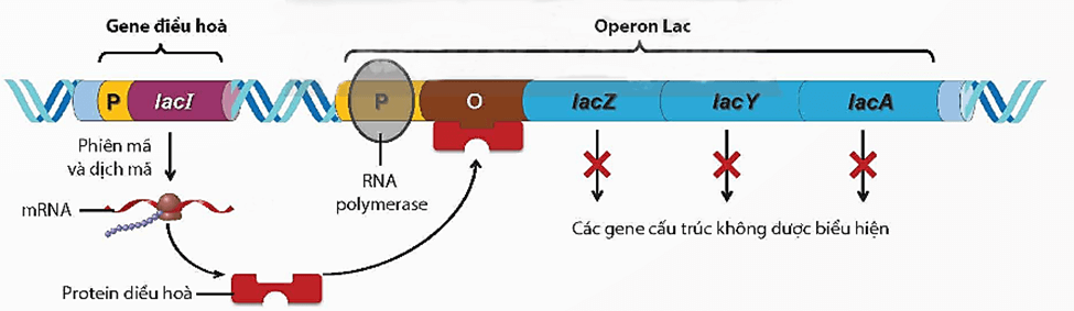 Lý thuyết Điều hoà biểu hiện gene (Sinh 12 Kết nối tri thức Bài 3)