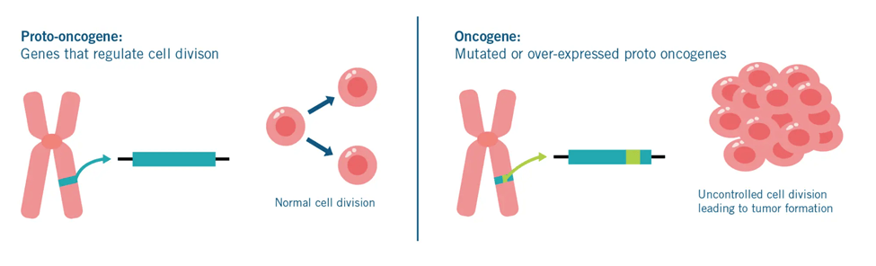 Lý thuyết Điều hoà biểu hiện gene (Sinh 12 Kết nối tri thức Bài 3)