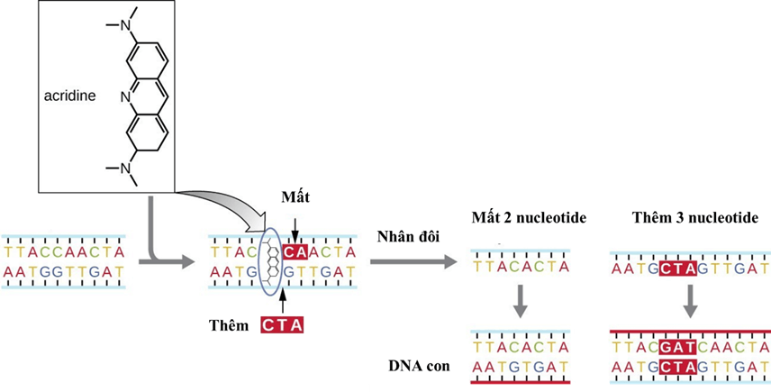 Lý thuyết Đột biến gene (Sinh 12 Kết nối tri thức Bài 4)
