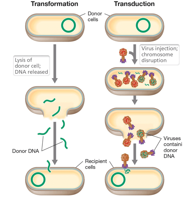 Lý thuyết Công nghệ di truyền (Sinh 12 Kết nối tri thức Bài 5)