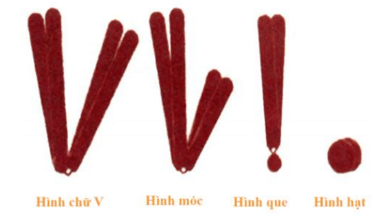 Lý thuyết Cấu trúc và chức năng của nhiễm sắc thể (Sinh 12 Kết nối tri thức Bài 7)