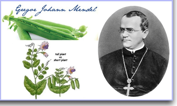 Lý thuyết Học thuyết di truyền của Mendel (Sinh 12 Kết nối tri thức Bài 8)