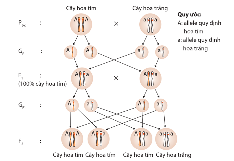 Lý thuyết Học thuyết di truyền của Mendel (Sinh 12 Kết nối tri thức Bài 8)
