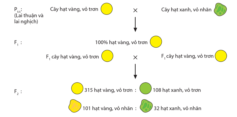 Lý thuyết Học thuyết di truyền của Mendel (Sinh 12 Kết nối tri thức Bài 8)