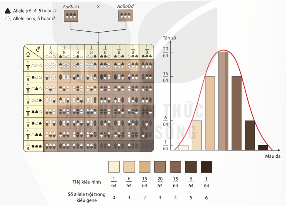Lý thuyết Mở rộng học thuyết Mendel (Sinh 12 Kết nối tri thức Bài 9)