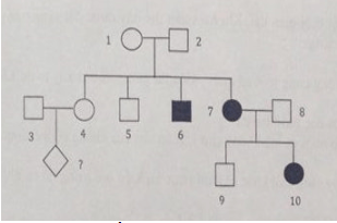 Trắc nghiệm Sinh học 12 Kết nối tri thức Bài 13 (có đáp án): Di truyền học người và di truyền y học