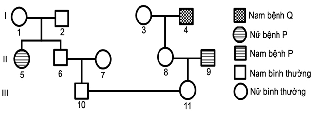 Trắc nghiệm Sinh học 12 Kết nối tri thức Bài 13 (có đáp án): Di truyền học người và di truyền y học