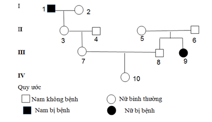 Trắc nghiệm Sinh học 12 Kết nối tri thức Bài 13 (có đáp án): Di truyền học người và di truyền y học