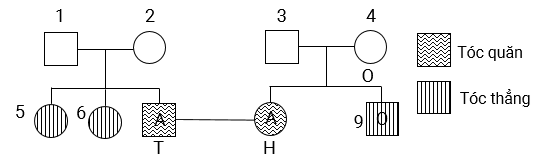 Trắc nghiệm Sinh học 12 Kết nối tri thức Bài 13 (có đáp án): Di truyền học người và di truyền y học