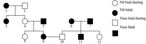 Trắc nghiệm Sinh học 12 Kết nối tri thức Bài 13 (có đáp án): Di truyền học người và di truyền y học