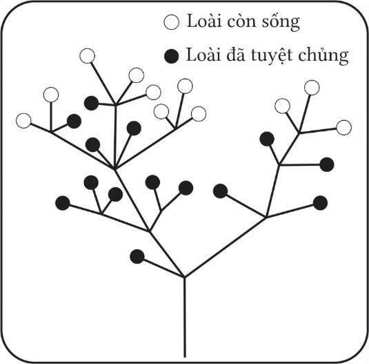 Trắc nghiệm Sinh học 12 Kết nối tri thức Bài 20 (có đáp án): Quan niệm của Darwin về chọn lọc tự nhiên và hình thành loài