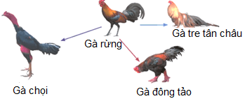 Trắc nghiệm Sinh học 12 Kết nối tri thức Bài 20 (có đáp án): Quan niệm của Darwin về chọn lọc tự nhiên và hình thành loài