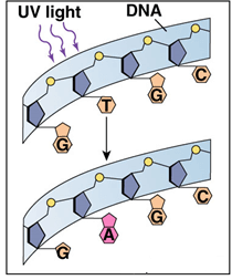 Trắc nghiệm Sinh học 12 Kết nối tri thức Bài 21 (có đáp án): Học thuyết tiến hoá tổng hợp hiện đại