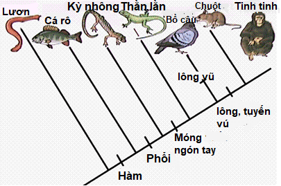 Trắc nghiệm Sinh học 12 Kết nối tri thức Bài 22 (có đáp án): Tiến hoá lớn và quá trình phát sinh chủng loại