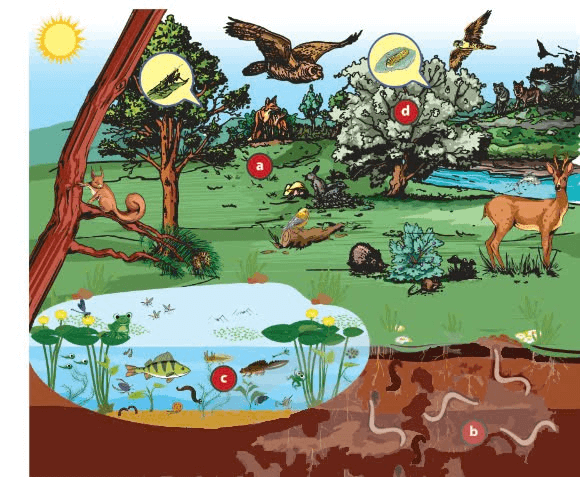 Trắc nghiệm Sinh học 12 Kết nối tri thức Bài 23 (có đáp án): Môi trường và các nhân tố sinh tháI