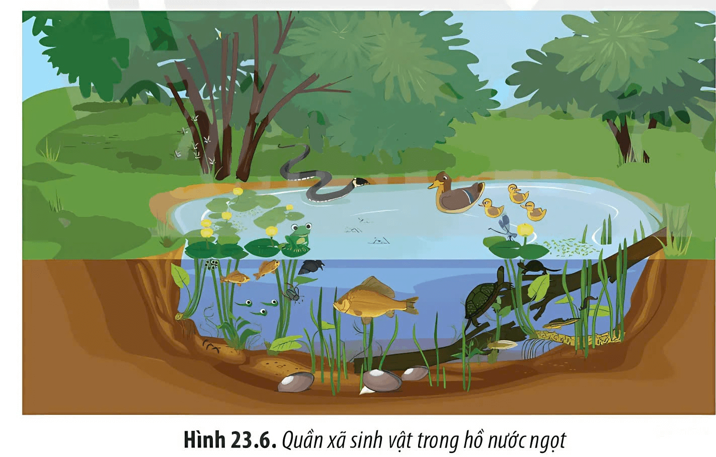 Trắc nghiệm Sinh học 12 Kết nối tri thức Bài 26 (có đáp án): Quần xã sinh vật