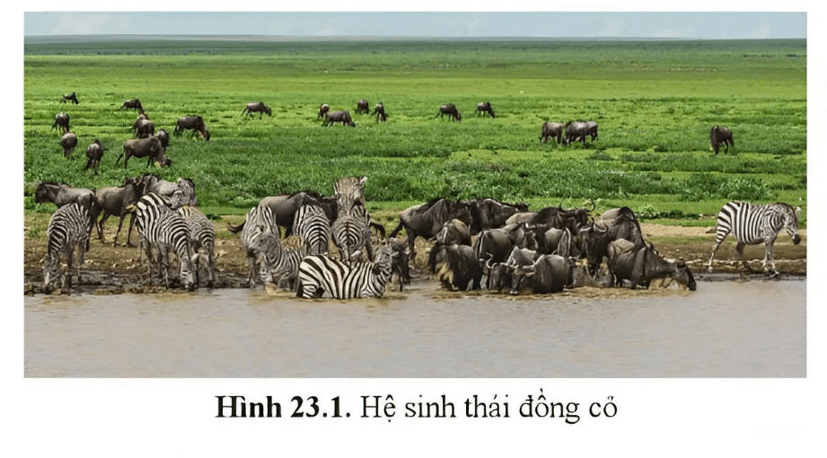 Trắc nghiệm Sinh học 12 Kết nối tri thức Bài 28 (có đáp án): Hệ sinh thái