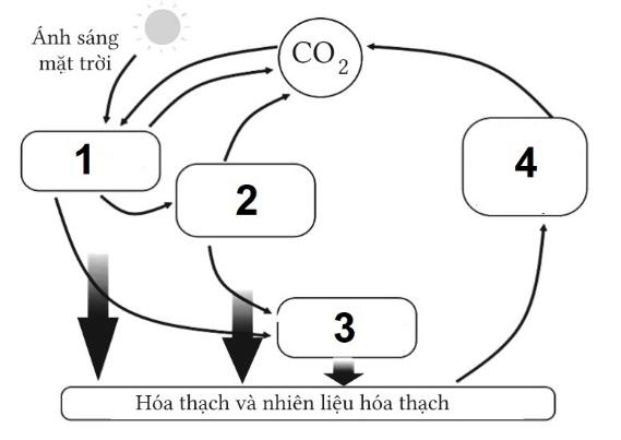 Trắc nghiệm Sinh học 12 Kết nối tri thức Bài 31 (có đáp án): Sinh quyển, khu sinh học và chu trình sinh - địa - hóa