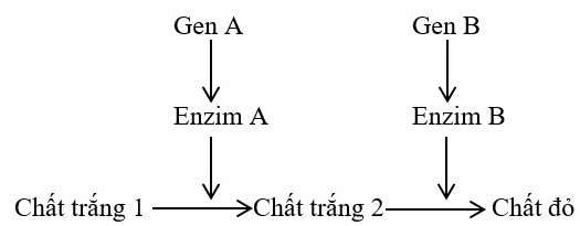 Trắc nghiệm Sinh học 12 Kết nối tri thức Bài 9 (có đáp án): Mở rộng học thuyết Mendel