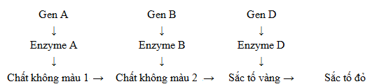 Trắc nghiệm Sinh học 12 Kết nối tri thức Bài 9 (có đáp án): Mở rộng học thuyết Mendel