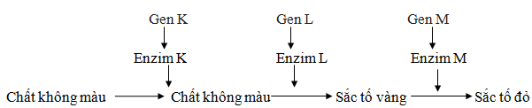 Trắc nghiệm Sinh học 12 Kết nối tri thức Bài 9 (có đáp án): Mở rộng học thuyết Mendel