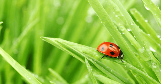 Soạn bài Giọt sương đêm | Ngắn nhất Soạn văn 6 Chân trời sáng tạo
