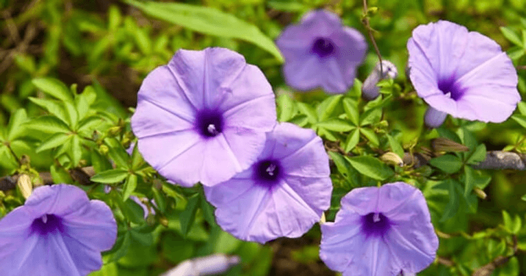 Soạn bài Hoa bìm | Ngắn nhất Soạn văn 6 Chân trời sáng tạo