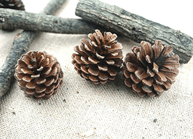 Soạn bài Lẵng quả thông | Ngắn nhất Soạn văn 6 Chân trời sáng tạo