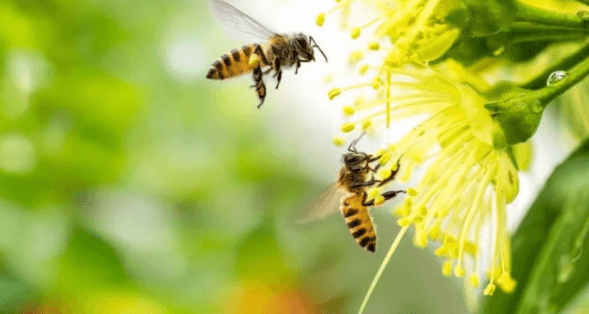 Tóm tắt Thương nhớ bầy ong hay, ngắn nhất | Chân trời sáng tạo Ngữ văn lớp 6