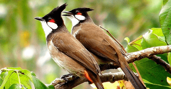 Soạn bài Con chào mào | Hay nhất Soạn văn 6 Kết nối tri thức