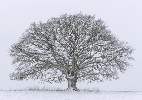 Soạn bài Cây sồi mùa đông | Hay nhất Soạn văn 8 Chân trời sáng tạo