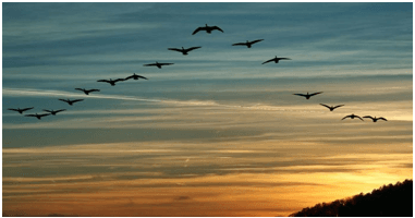 Soạn bài Những điều bí ẩn trong tập tính di cư của các loài chim | Hay nhất Soạn văn 8 Chân trời sáng tạo