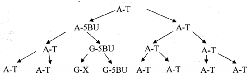 Bài tập Nhân đôi ADN và đột biến gen (có lời giải)