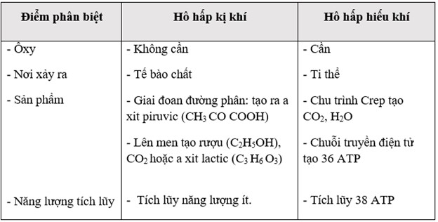 Phân biệt hô hấp hiếu khí và hô hấp kị khí