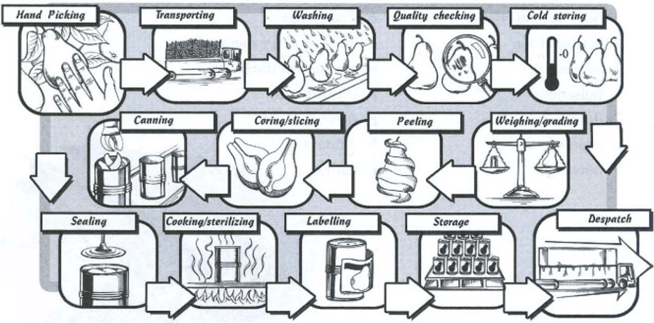 The diagram below shows the multistage production of pears as canned fruits. Write a report