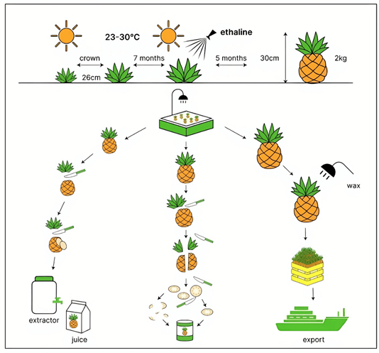 The diagram below shows the process of growing and preparing pineapples and pineapple