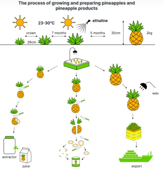 5+ The diagram below shows the process of growing and preparing pineapples and pineapple product
