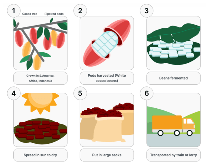 5+ The diagram shows how chocolate is produced. Summarize the information by selecting and reporting the main features