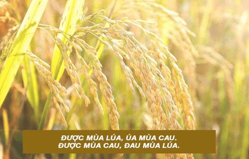 60+ Ca dao, tục ngữ về hạt gạo (hay, đầy đủ nhất)