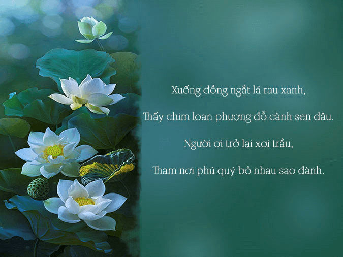 48+ Ca dao, tục ngữ về hoa sen (hay, đầy đủ nhất)