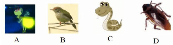 Câu hỏi ôn thi Trạng Nguyên Tiếng Việt lớp 1 Chủ điểm 1: Ôn tập các âm, vần đã học (có đáp án)