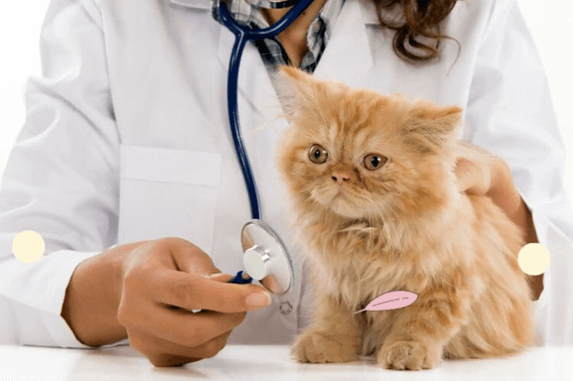 Ngành Thú y là gì? Học Thú y ra làm nghề gì?